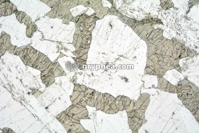 Gabbro LPNA x6,3 - gryphea.com